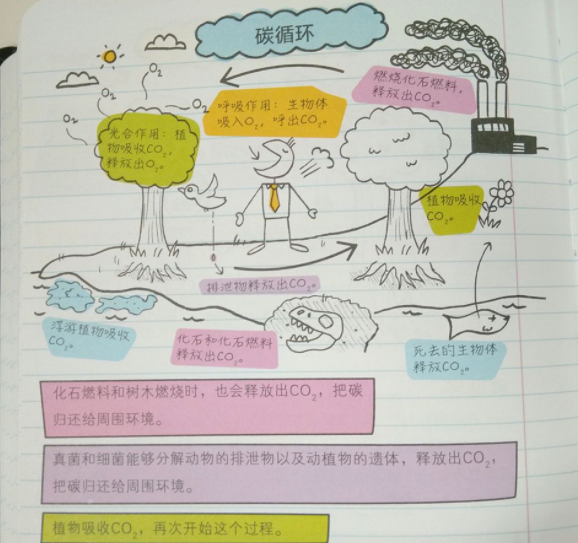 |初一男生“漫画”式历史笔记火了，让知识变得生动，老师都被圈粉