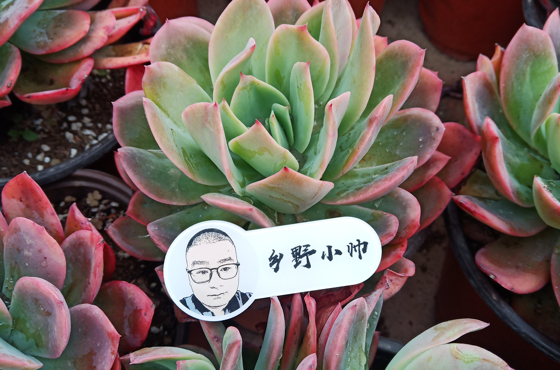 乡野小帅 春季养护多肉，注意做好这几点，肉肉变皮实容易度夏