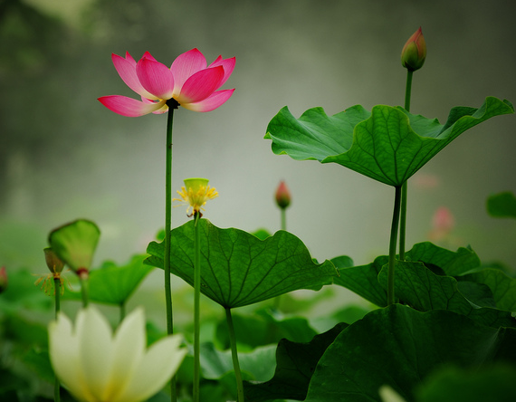 星临天下|到了8月中旬，4属相吉星进门，桃花临身，财运如虹，日子红火