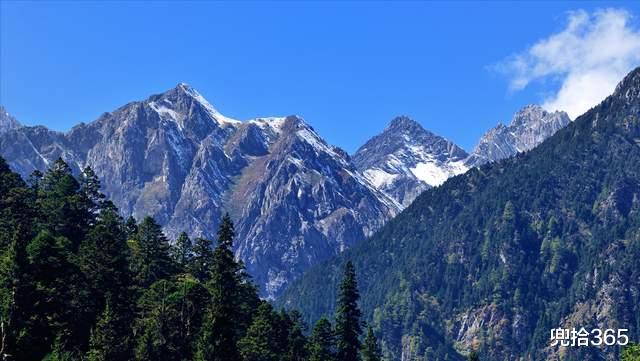 赤狐 神秘动物白天罕见现身，在海拔4200米的雪地里觅食，网友：太饿了