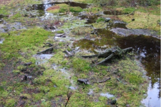 科学家 被称为“蝰科战神”的食鱼蝮，有何独特之处？和五步蛇比谁更强？