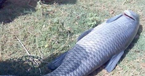 程凌云|为何邓刚和李大毛，只要钓青鱼都能钓获？而咱们钓不到？