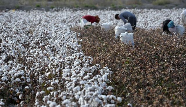 占領新疆70%采棉機市場，收入2400億，今這傢美企市場壟斷被打破-圖2
