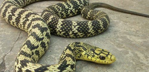 王锦蛇 一地王锦蛇、十里无毒蛇，灭蛇患可全靠它啦！