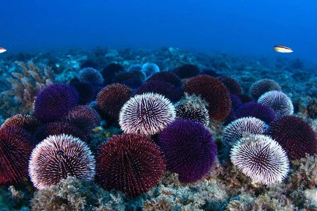 月球 不讲道理的天敌相克：一物降一物，来看看海洋生物的食物链