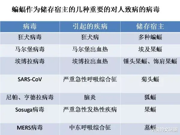 蝙蝠 看到某女星吃蝙蝠，我当场关掉视频！吃蝙蝠的人，到底在想什么？
