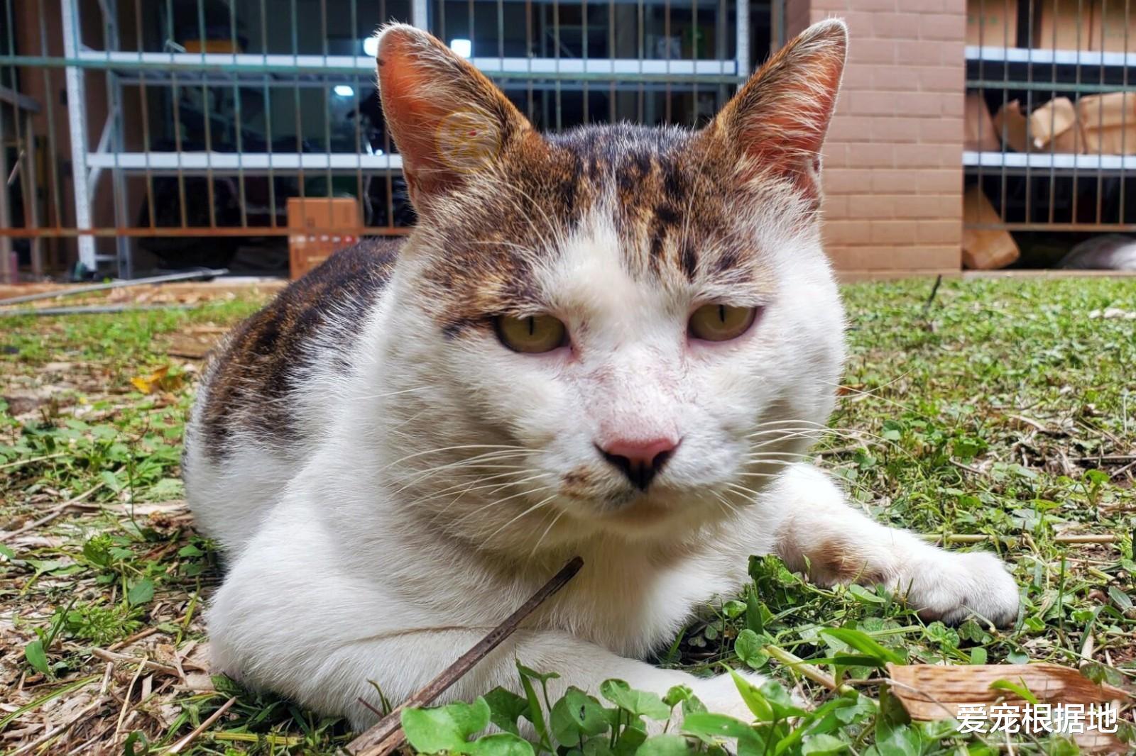 高圆圆|流浪猫因太胖被挂牌，禁止学生投喂，网友：吃了没文化的亏！