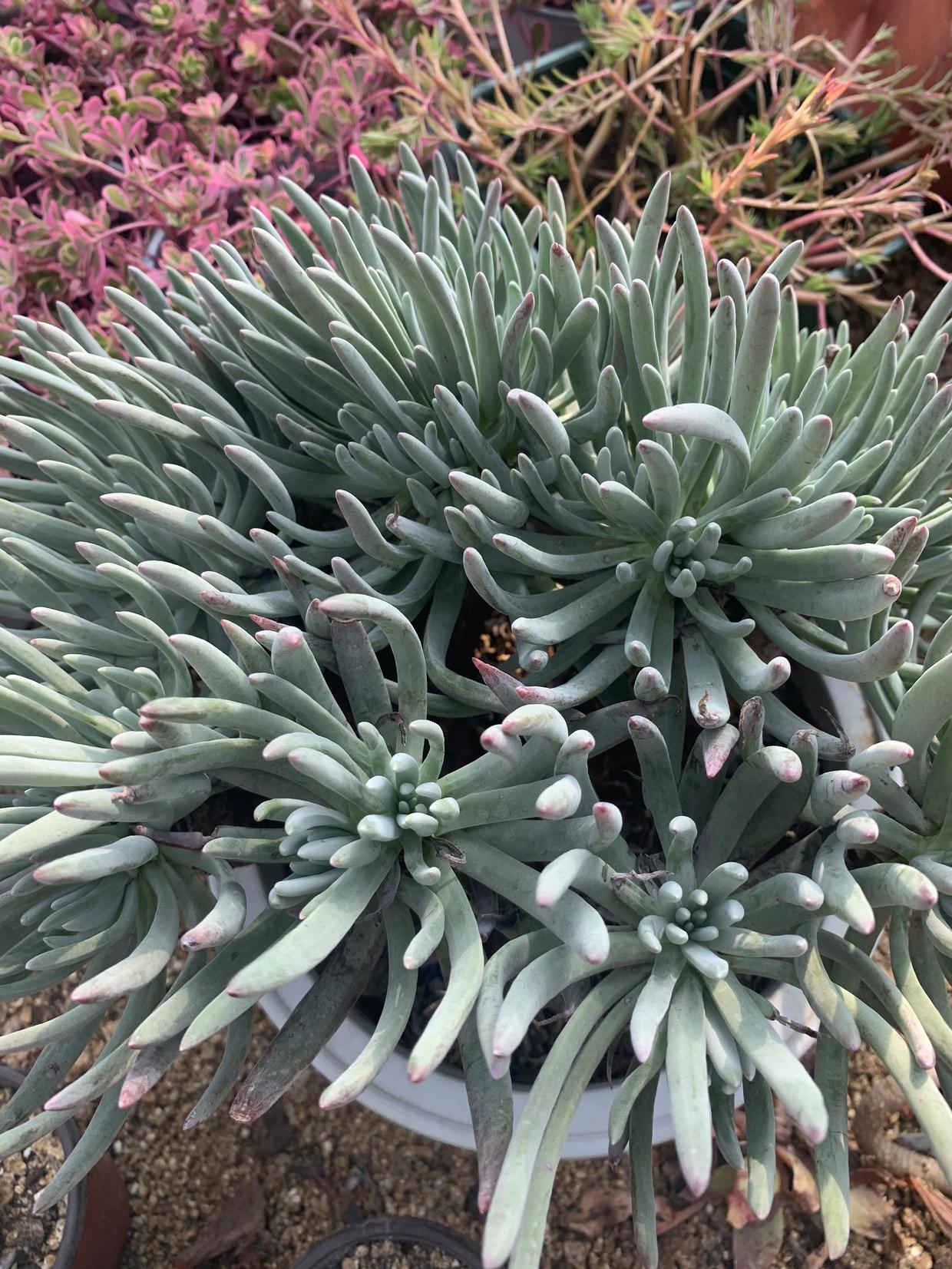 向阳园艺|多肉仙女杯,最大的问题就是不发根,晾上20天,发根速度超快