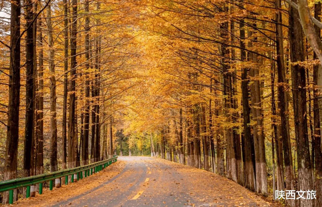 秦岭|为您奉上一条穿越秦岭的自驾线路，这里承包了秦岭99%的秋色盛宴