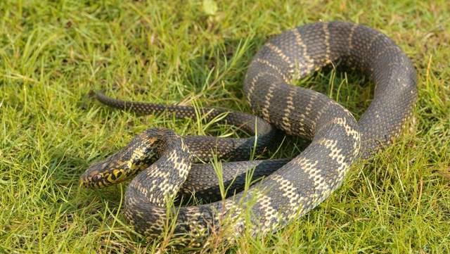 琳妹儿说|广西边境检查站查获3000条眼镜蛇，网友：为什么蛇会越来越多？