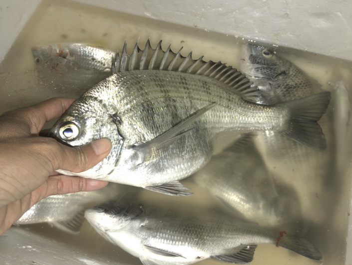 湛江|中国最南端的城市，湛江三面环海，钓鱼人的圣地，来了不想走