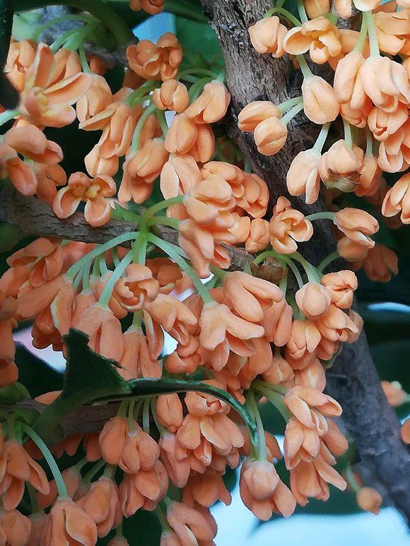 向阳园艺 桂花已经到花期了，你家的桂花还没开？可能是没有嫁接！