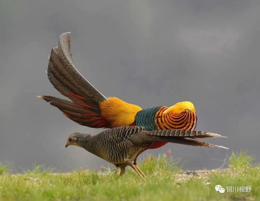 铜川周春辉 五一假期，我们一起爬山，用镜头记录美丽的大自然