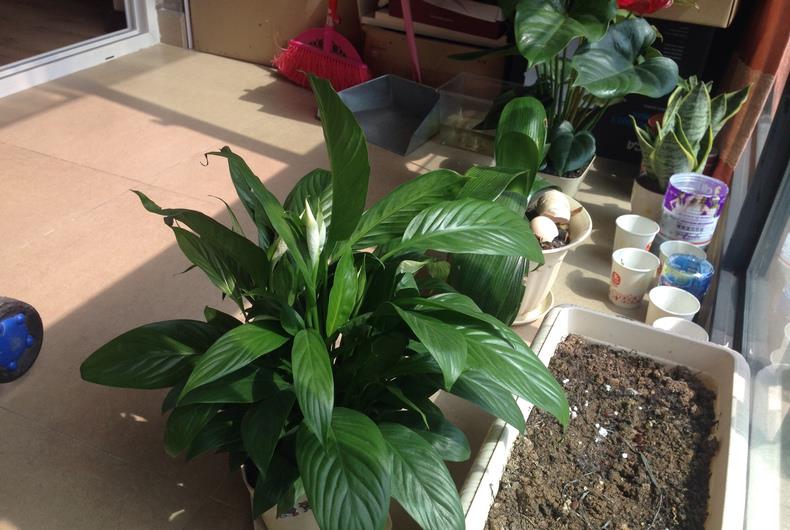 小捌爱花草|她家的白掌真奇怪，越养花朵越小，网友：一看就是新手花友