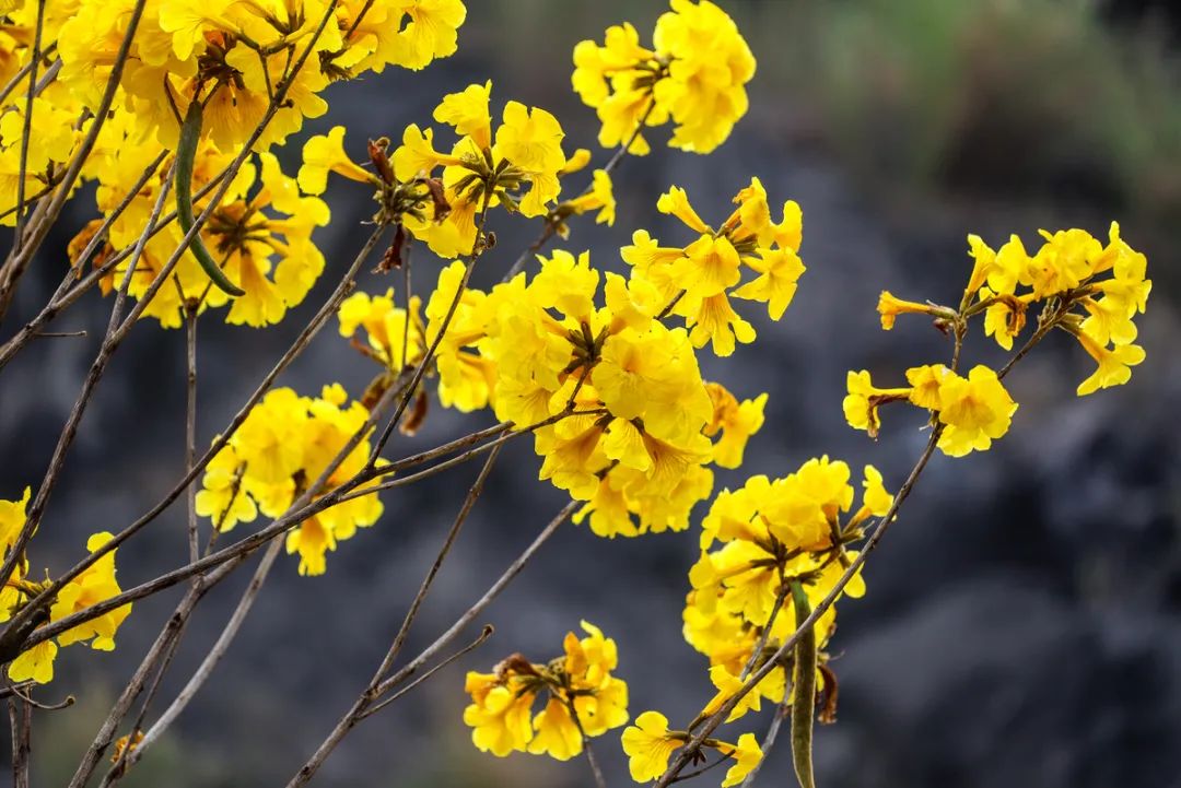 业主交流 太靓啦!珠海满城遍地“小黄花”!快快约起来!