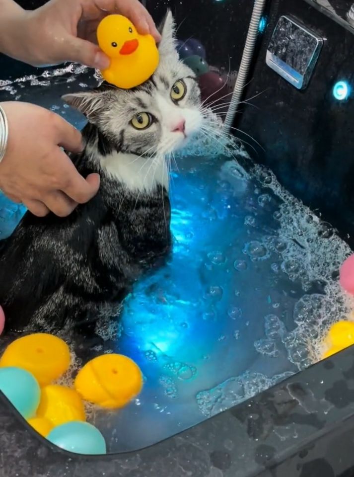 依然棒棒糖 有爱小姐姐6000元重金寻猫，好心邻居收留后送回。