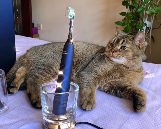 口腔大讲堂|电动牙刷怎么选？护理师盘点世界十大电动牙刷品牌