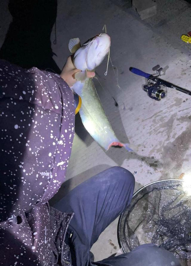 珠江|珠江钓起来的鱼,鱼身少了一截,什么东西咬的?