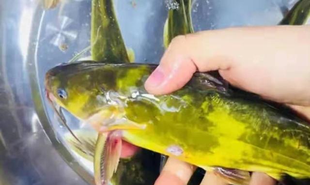 饵料|二十年老司机果然名不虚传，自从有这黄颡鱼钓法，一斤大鲫不想钓
