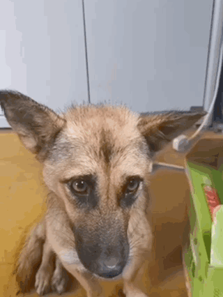 吴磊|吴磊和她的私照曝光，却意外揭露了她的生存现状