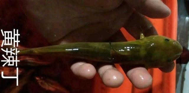 鳑鲏|钓鱼人很容易认错的4对鱼：前3对就很难，最后一对真分不清