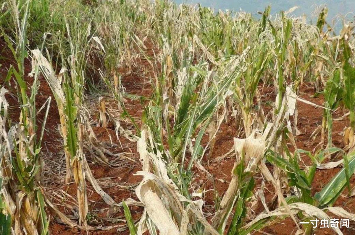 一寸虫奇闻|蝗灾猛于虎?20万只椋鸟驰援新疆灭蝗,当蝗虫群居后几乎所向披靡