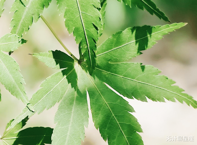 摩羯座|前半生，4个星座，纵横职场，无往不利，拼搏前进，不枉努力