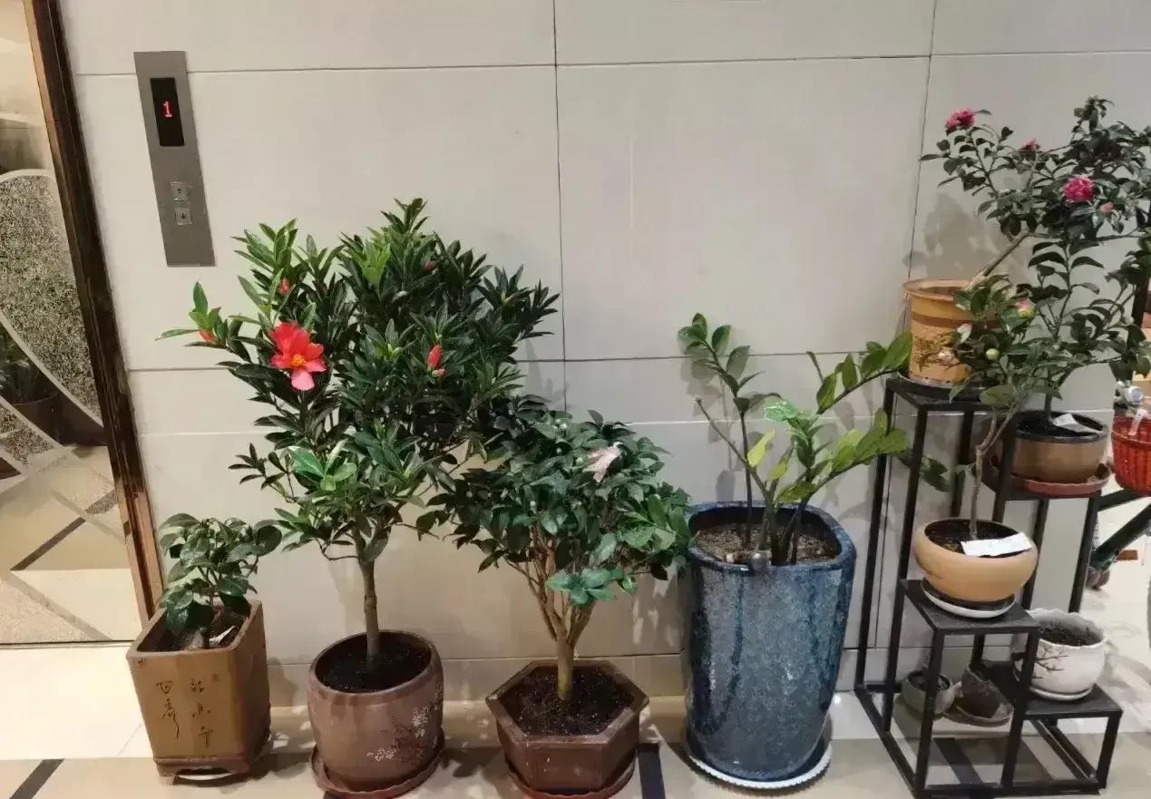 邻居占用走廊养花,影响到出行还有安全隐患,该怎么办?