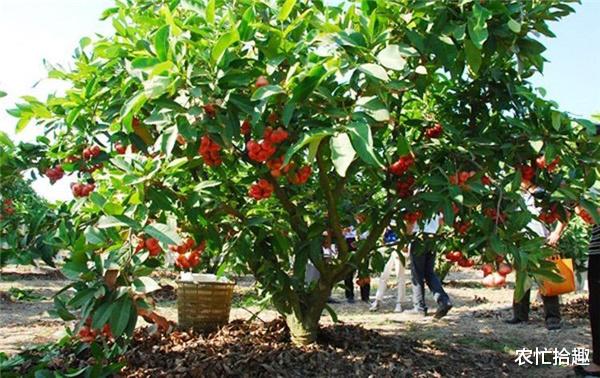 农忙拾趣 常年一斤卖28元，现6千多斤被拒收购，果农陷入焦虑，网友：该