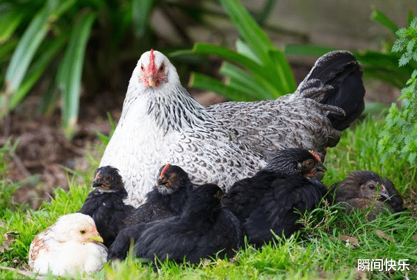 |惹不起！“生肖鸡”若出生在这两个季节，天生命里多金，难逃富贵