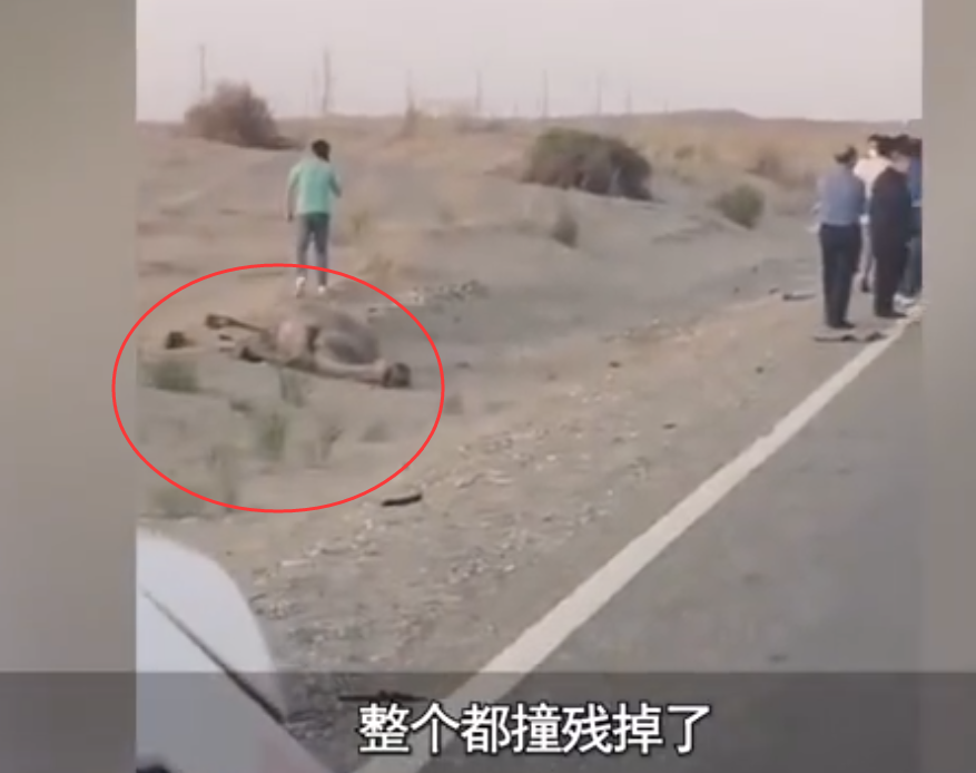 货车司机 于月仙悲剧后戈壁又现车撞骆驼，车顶被撞飞，3只骆驼死亡！