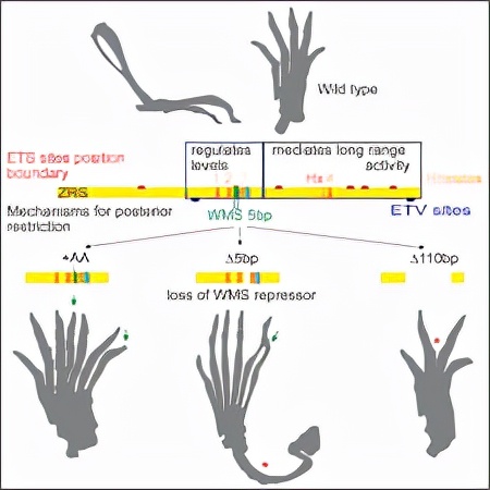 基因突变 蛇的腿是进化还是退化的结果？像蜥蜴一样行走，岂不是更快？