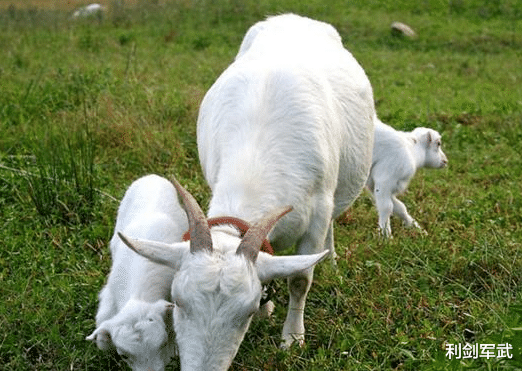 利剑军武 全世界都解决不了的难题,中国靠放羊就轻松化解,西方心服口服