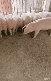 “出差一个月，装修交给婆婆，回来一打开家门愣了”