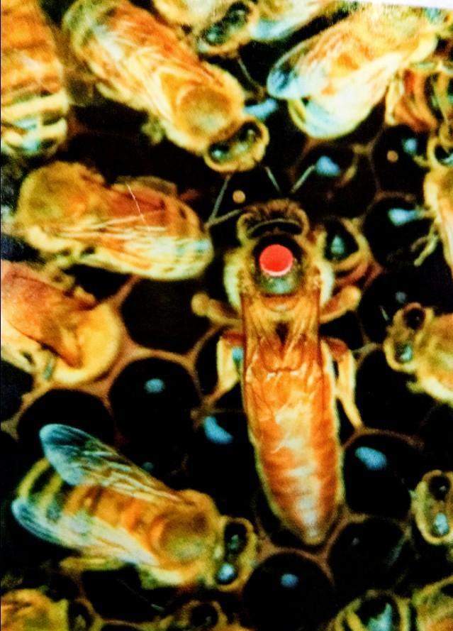 蜜蜂 老蜂王全部换新蜱还会出现王台吗？