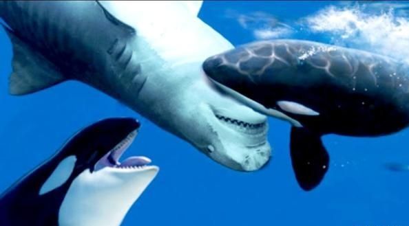 鲨鱼碰上虎鲸动都不动，任凭虎鲸撕咬，这是为什么？