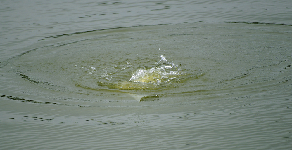印度|上饵抛竿前，注意这三个小细节，渔获真的能多一些