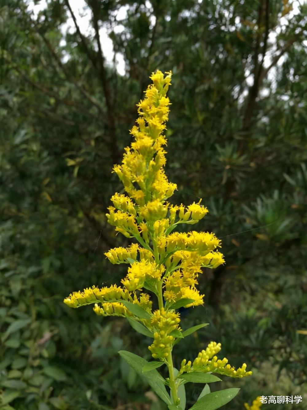 “恶魔之花”入侵河南，郑州或会“失控”，加拿大一枝花有多毒？