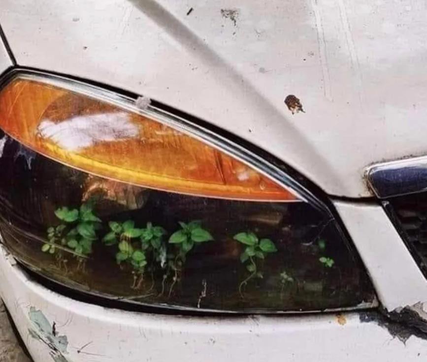 昆虫 14张图片告诉你:人类文明在大自然面前,是多么“不堪一击”!