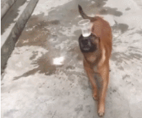 动物庄园|一觉睡醒发现自己是一线明星,你会先做什么?