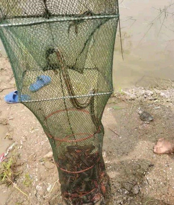 九烈or泥莉 湖北浠水，野沟里小龙虾泛滥成灾，钓鱼人：一天搞了40斤