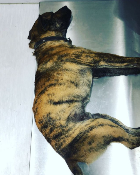 曹格|曹格被收养的狗咬伤，地板大片血迹触目惊心，吴速玲方回应伤势