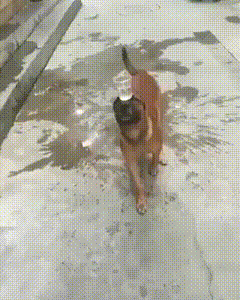 动物庄园|给你一个亿，让你做一天倒霉的人，你愿意吗？