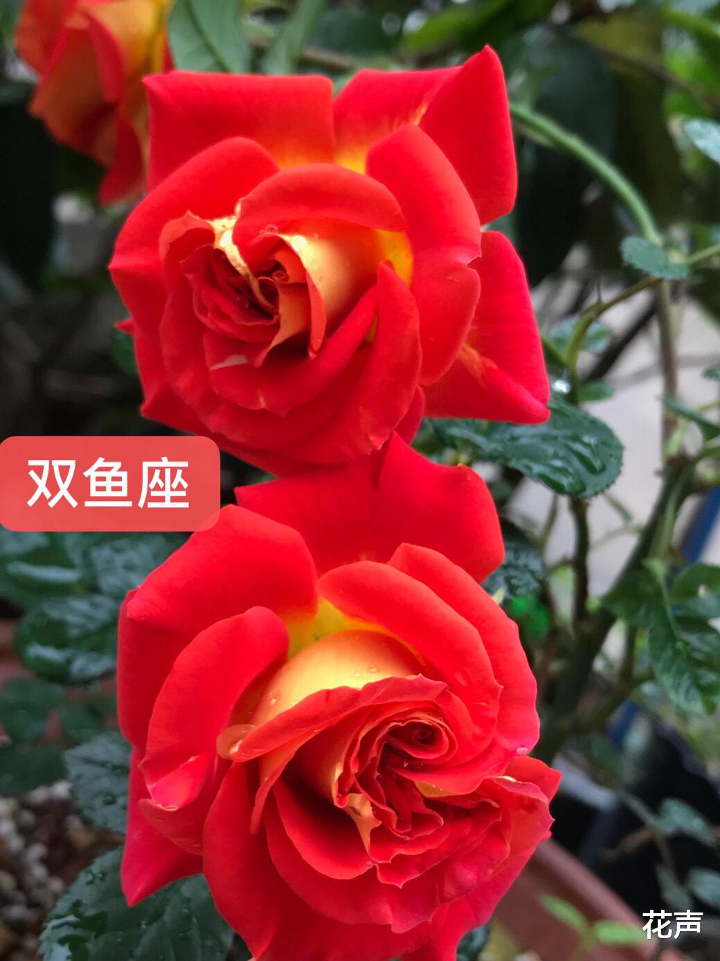 花声 你的阳台还缺花吗？养棵“双鱼座”吧，花朵又美又香，四季有花看