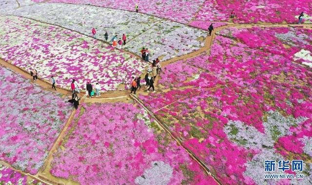 中工网 河北迁西：芝樱花海醉游客