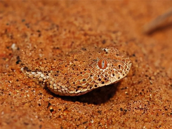 毒蛇 为什么有的毒蛇泡酒好几年,依旧会咬人?蛇究竟有多厉害?