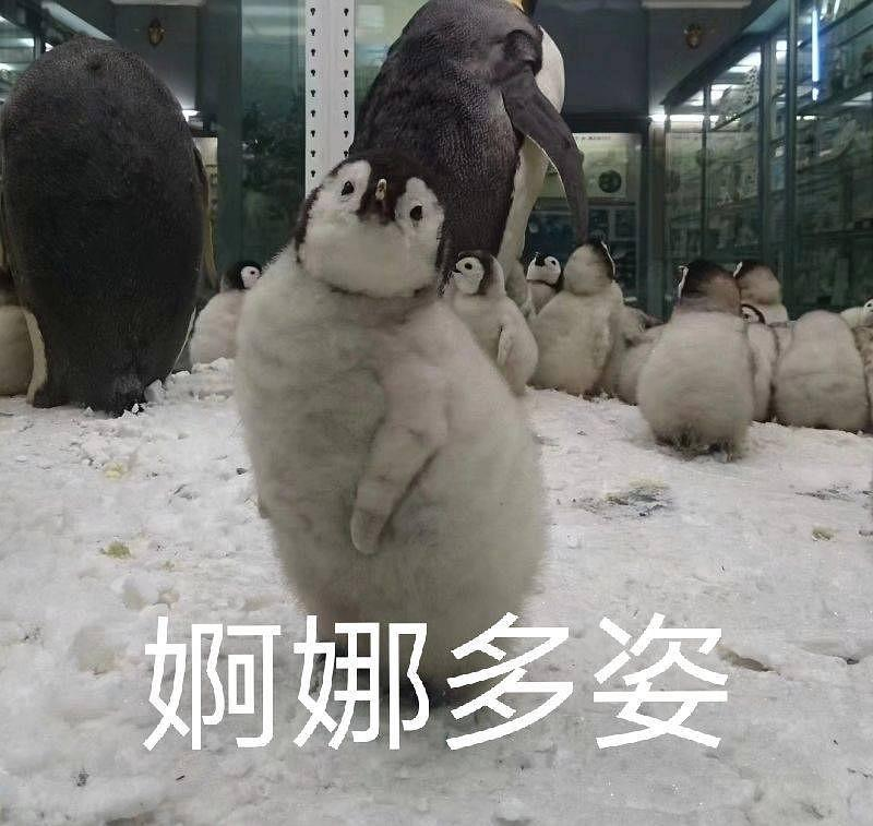 树艺蛙APP|都21世纪了,怎么还有人在开“穷养儿,富养女”的玩笑?