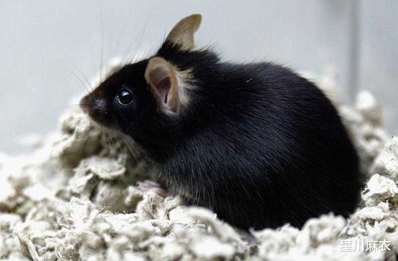 星川麻衣|8月20日起，生财有道，财运大旺的3个生肖，喜鹊登门，运通四海