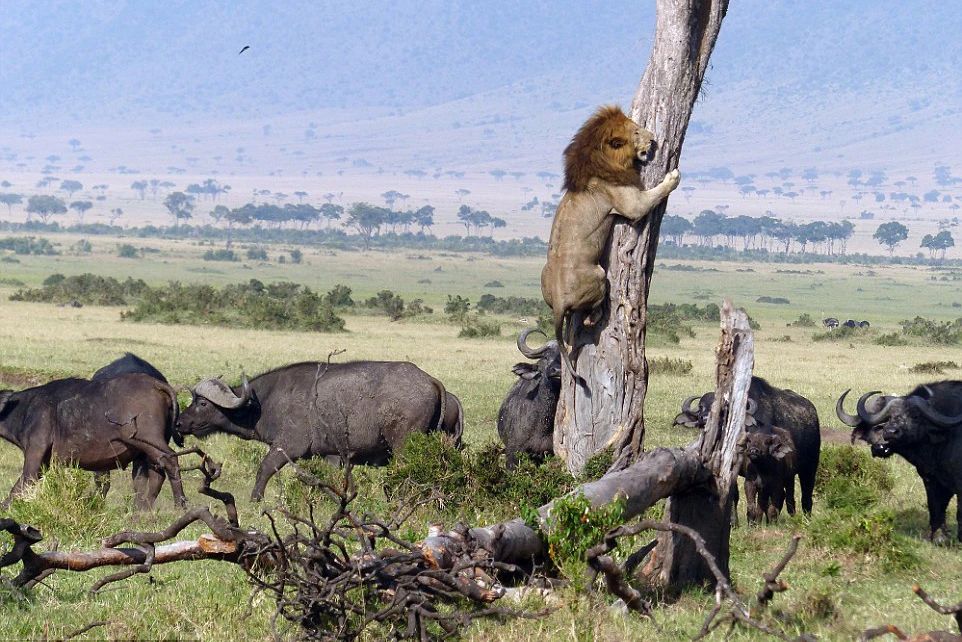 花豹 小公豹单杀重十倍的母野牛，又被牛群报复顶死？现场细节揭露真相