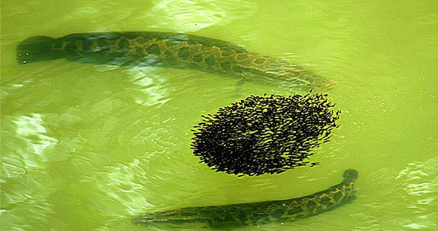 大寒|南京钓鱼人，山塘水面下发现“乌黑阴影”，黑鱼还是餐条鱼？